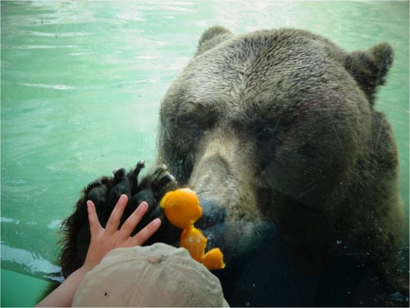 ours du zoo de la barben